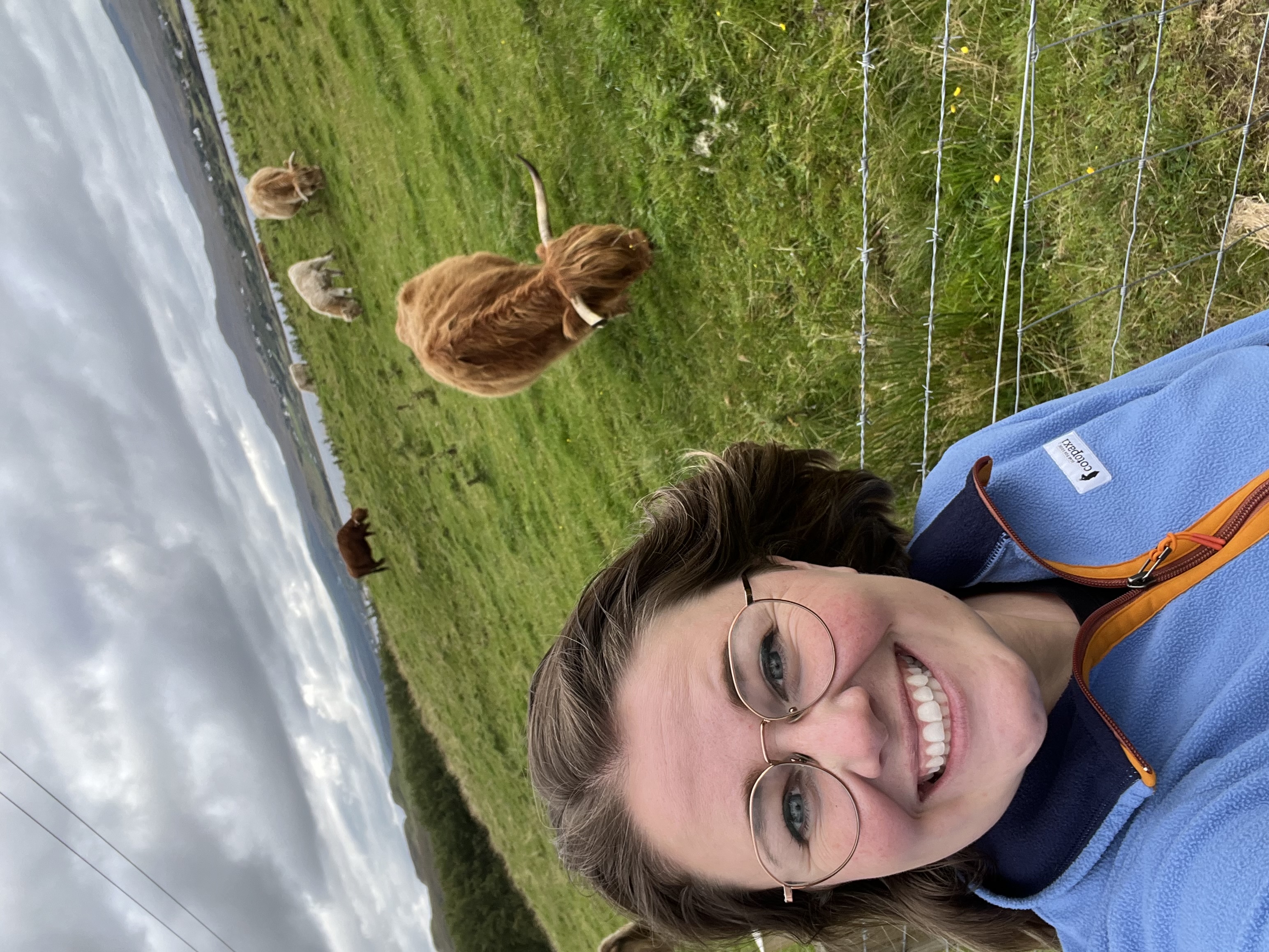 Highland cow in Scotland