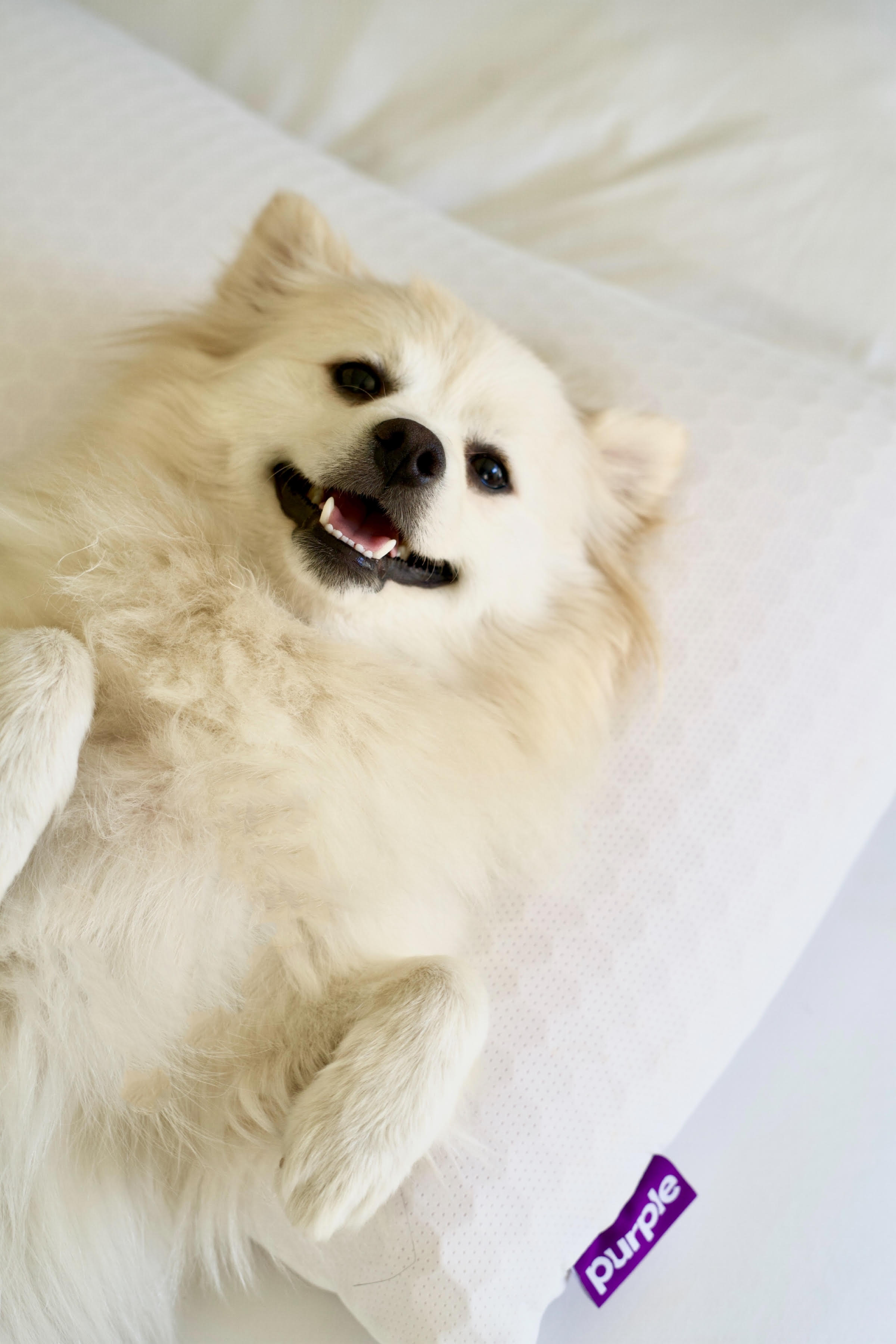 Purple Harmony pillow staged with a dog